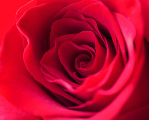 Beautiful red rose, macro, front view, selective focus
