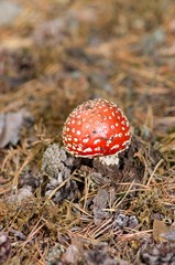 Amanita muscaria
