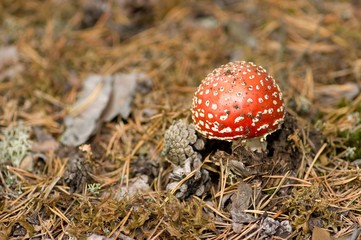 Amanita muscaria