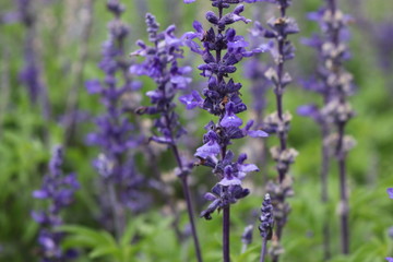 Purple flowers garden 