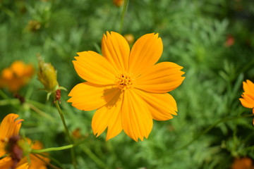 Flower in a garden