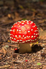 Amanita muscaria
