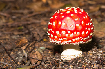Amanita muscaria
