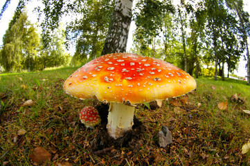 Amanita muscaria