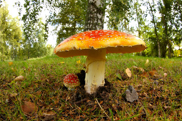 Amanita muscaria