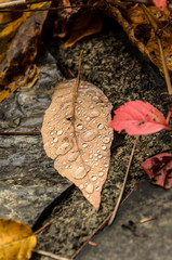 fallen leaves with raindrops