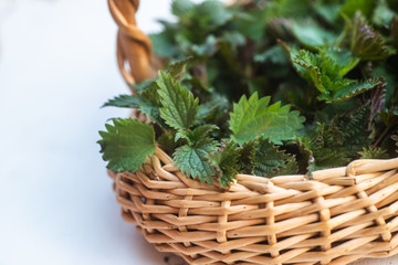 Collected in an environmentally friendly place nettles. Nettle bush in a wicker basket. Place for text. Copy space