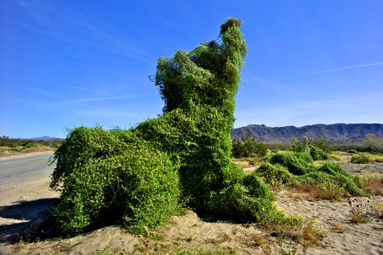 Wild desert cucumber engulfs joshua tree and creosote bushes to form animal like figure near road,  Joshua Tree National Park, CA. Seeing familiar figures in random patterns is called pareidolia