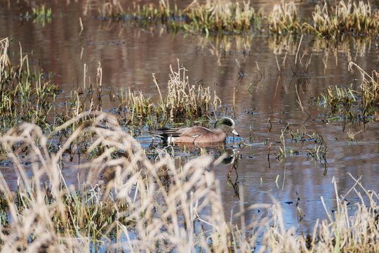 American wigeon on lake with soft focus foreground