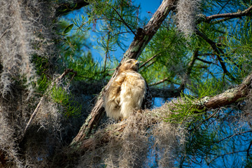 Red Shouldered Juvenile Hawk at nest site in Okefenokee Swamp in Georgia.