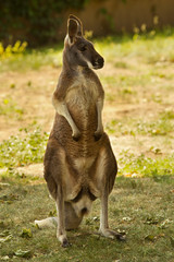 Red Kangaroo (Macropus rufus). © Elena
