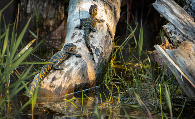 Newly hatched baby alligators sunning on tree at Okefenokee Swamp in Georgia.