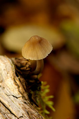 Mushroom