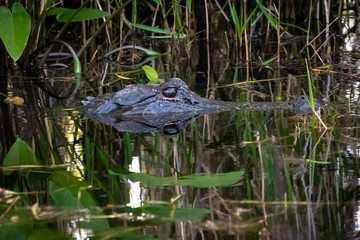 Wild American Alligator at Okefenokee Swamp in Georgia.