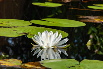 Water Lilly floating in wetlands at Okefenokee Swamp in Georgia.