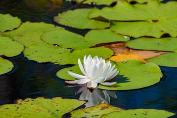 Water Lilly floating in wetlands at Okefenokee Swamp in Georgia.