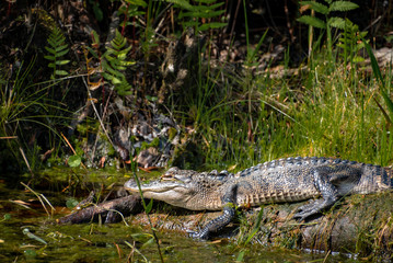 Wild American Alligator at Okefenokee Swamp in Georgia.