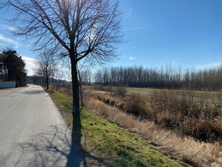 trees on the roadside, trees along the street. look against the sun, trees near the road, hot summer day. sun burning, sun is shining, sun and clear sky