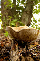Tylopilus felleus
