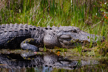Wild American Alligator at Okefenokee Swamp in Georgia.