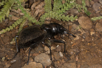 Tiger beetle (Manticora scabra).