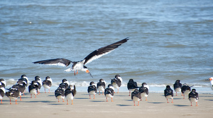 Black Skimmers feeding as the tide comes in at Jekyll Beach Georgia.