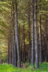 Obraz premium Pine Tree Forest 