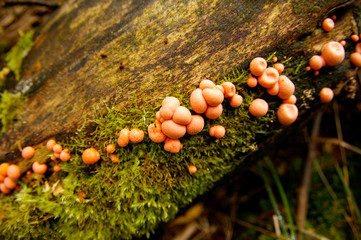 Lycogala epidendrum