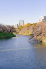 Fototapeta na wymiar 東京都千代田区の千鳥ヶ淵の咲き始めた桜