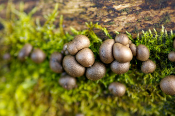 Lycogala epidendrum