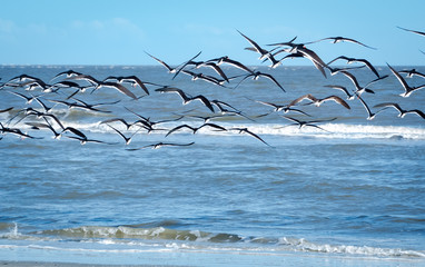 Black Skimmers feeding as the tide comes in at Jekyll Beach Georgia.