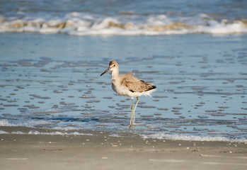 Sandpiper feeding as the tide comes in on Jekyll Island Georgia.