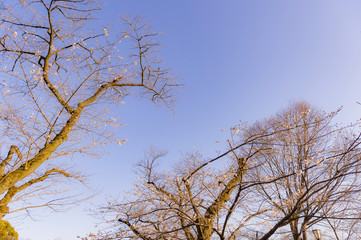 東京都千代田区の千鳥ヶ淵夕方の咲き始めた桜