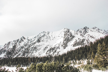 Snowy winter forrest with mounnains in he background 