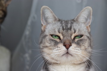 むすっとした表情の猫アメリカンショートヘアー