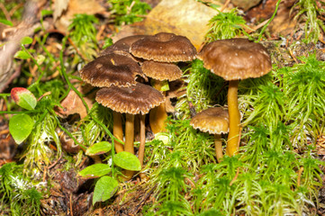 Craterellus tubaeformis