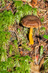 Craterellus tubaeformis