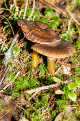 Craterellus tubaeformis