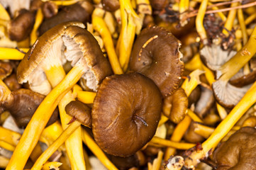 Craterellus tubaeformis
