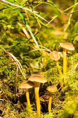 Craterellus tubaeformis