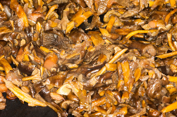 Craterellus tubaeformis