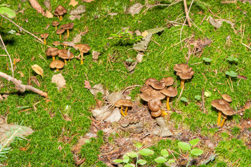 Craterellus tubaeformis