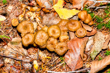 Craterellus tubaeformis