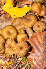 Craterellus tubaeformis