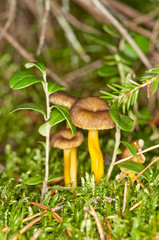 Craterellus tubaeformis