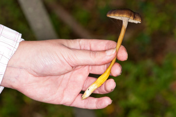 Craterellus tubaeformis