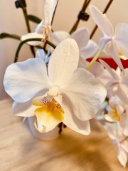 white orchid flower, white orchid, white orchid on a table, with orchid with white plant pot, flourish white orchid, white orchid bud
