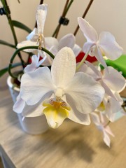 Fototapeta na wymiar white orchid flower, white orchid, white orchid on a table, with orchid with white plant pot, flourish white orchid, white orchid bud