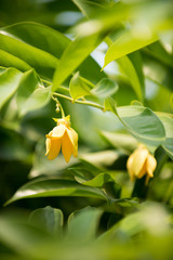 Ylang-ylang Flower (Perfume Tree)