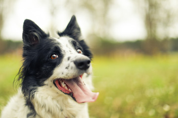 Black and white border collie dog panting and looking at the camera - obrazy, fototapety, plakaty